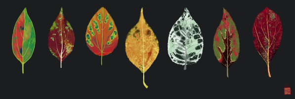 leaves Image